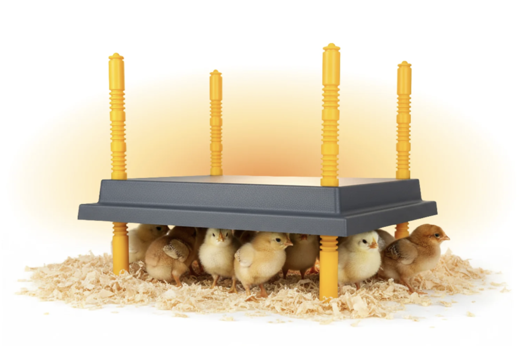 heating plate for chicks