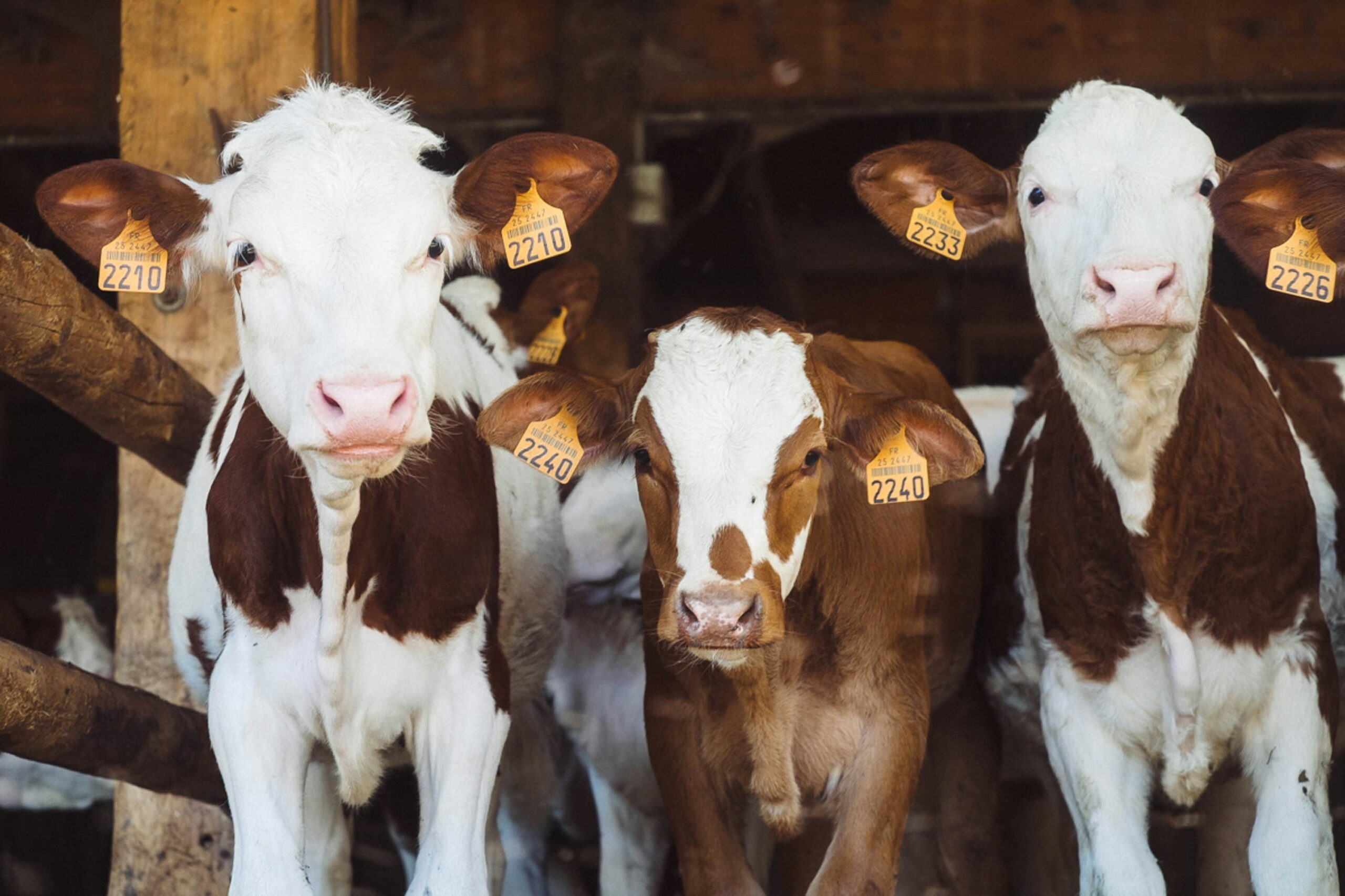 us cattle exports