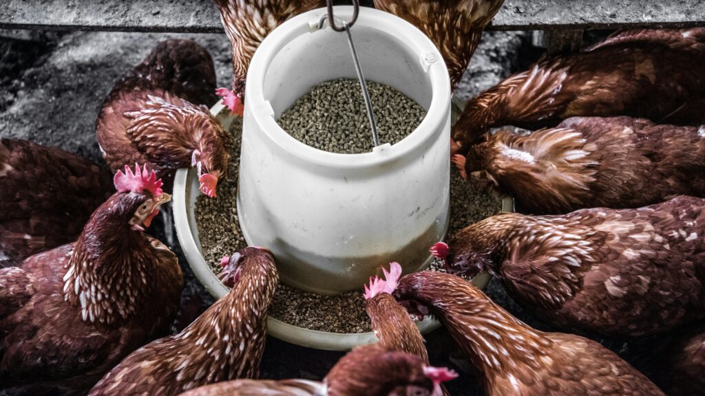 chickens eating feed
