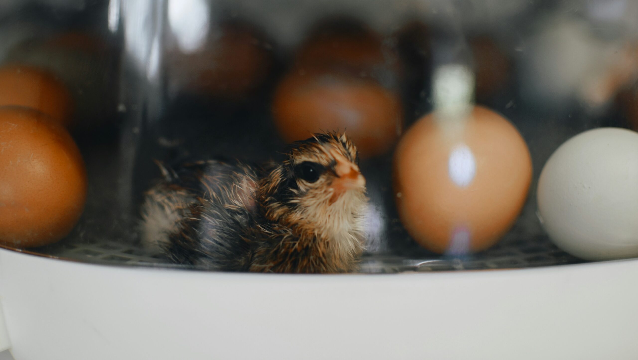 Newly hatched chick from incubator