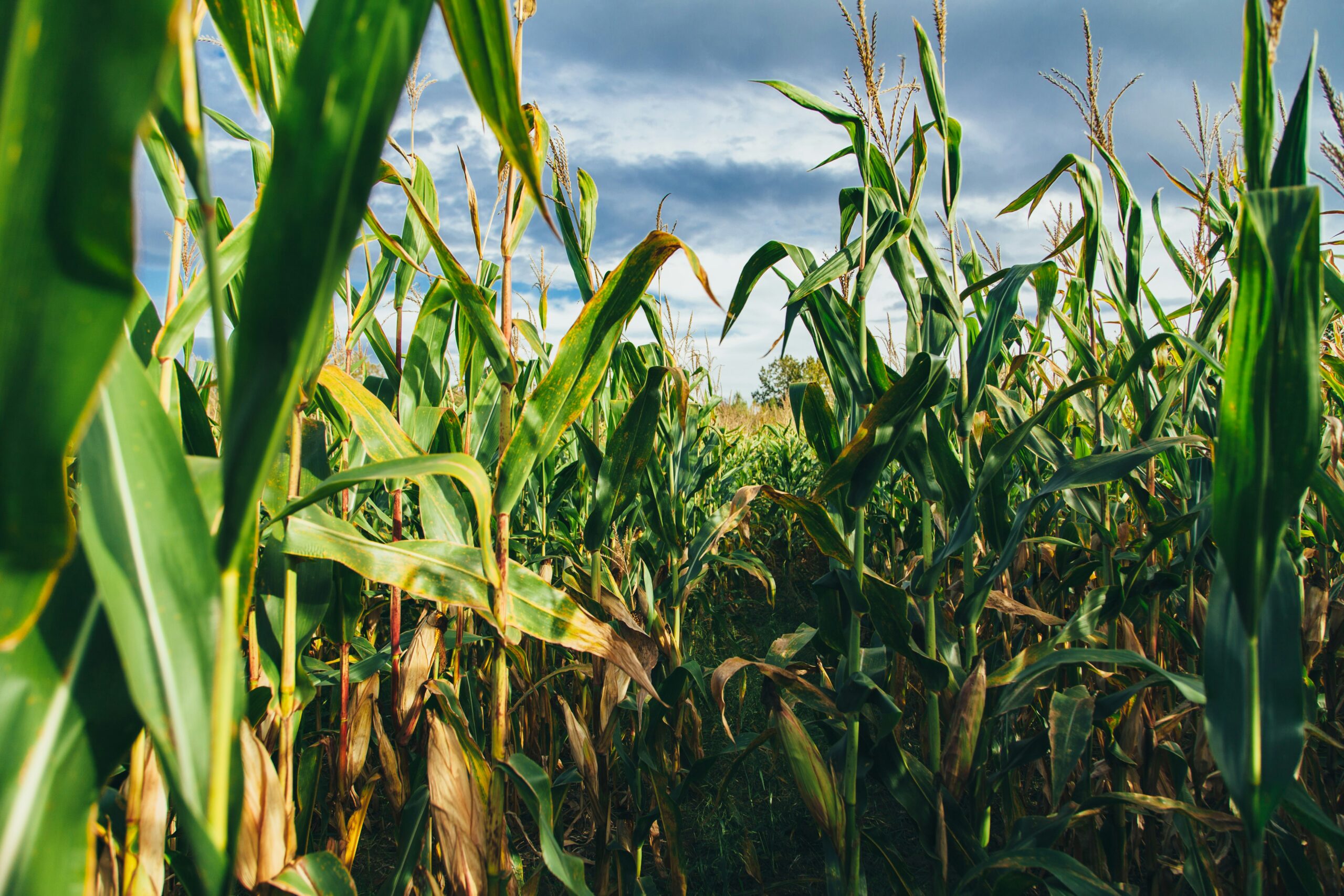 corn in the field