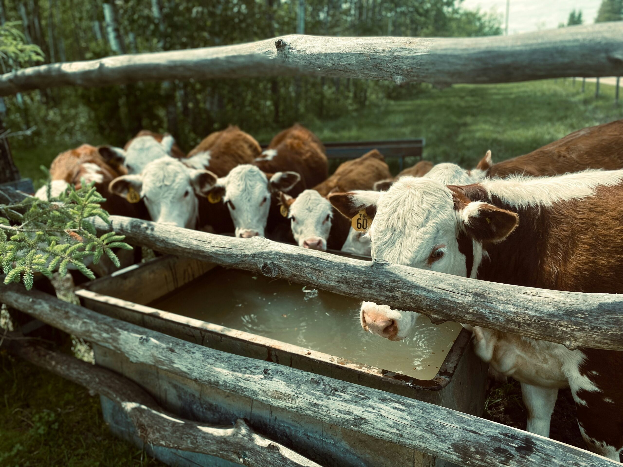 cows drinking from a stock tank in a field