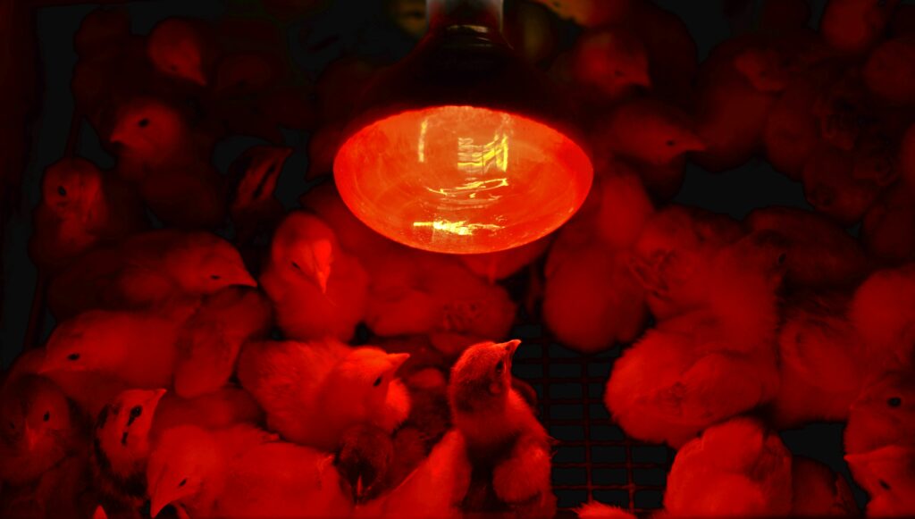 heating lamp for chicks