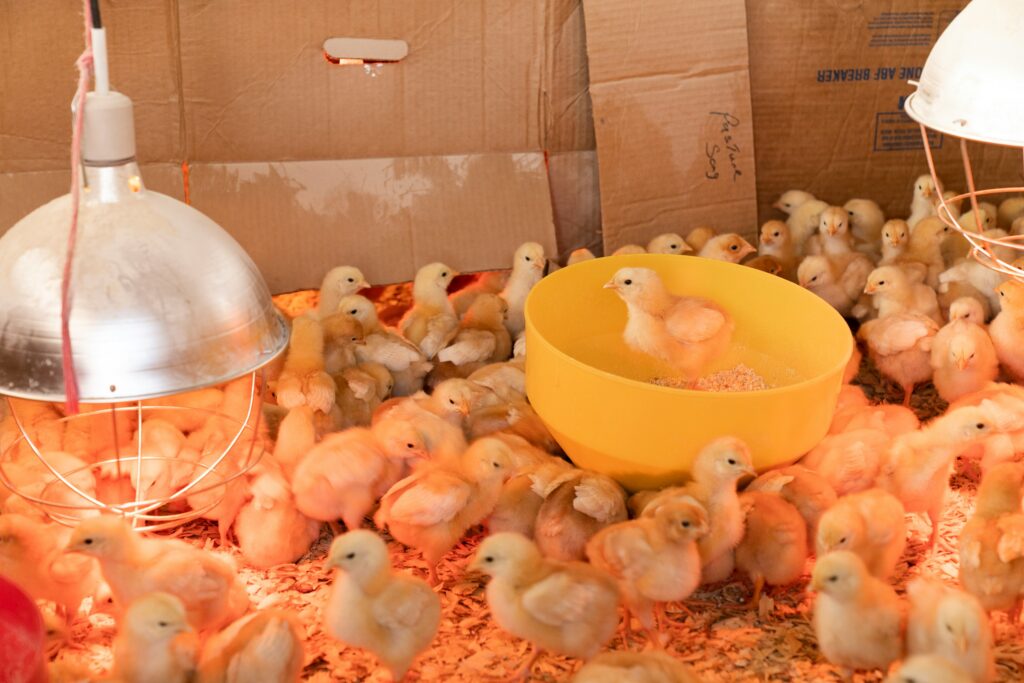 chicks in a brooder