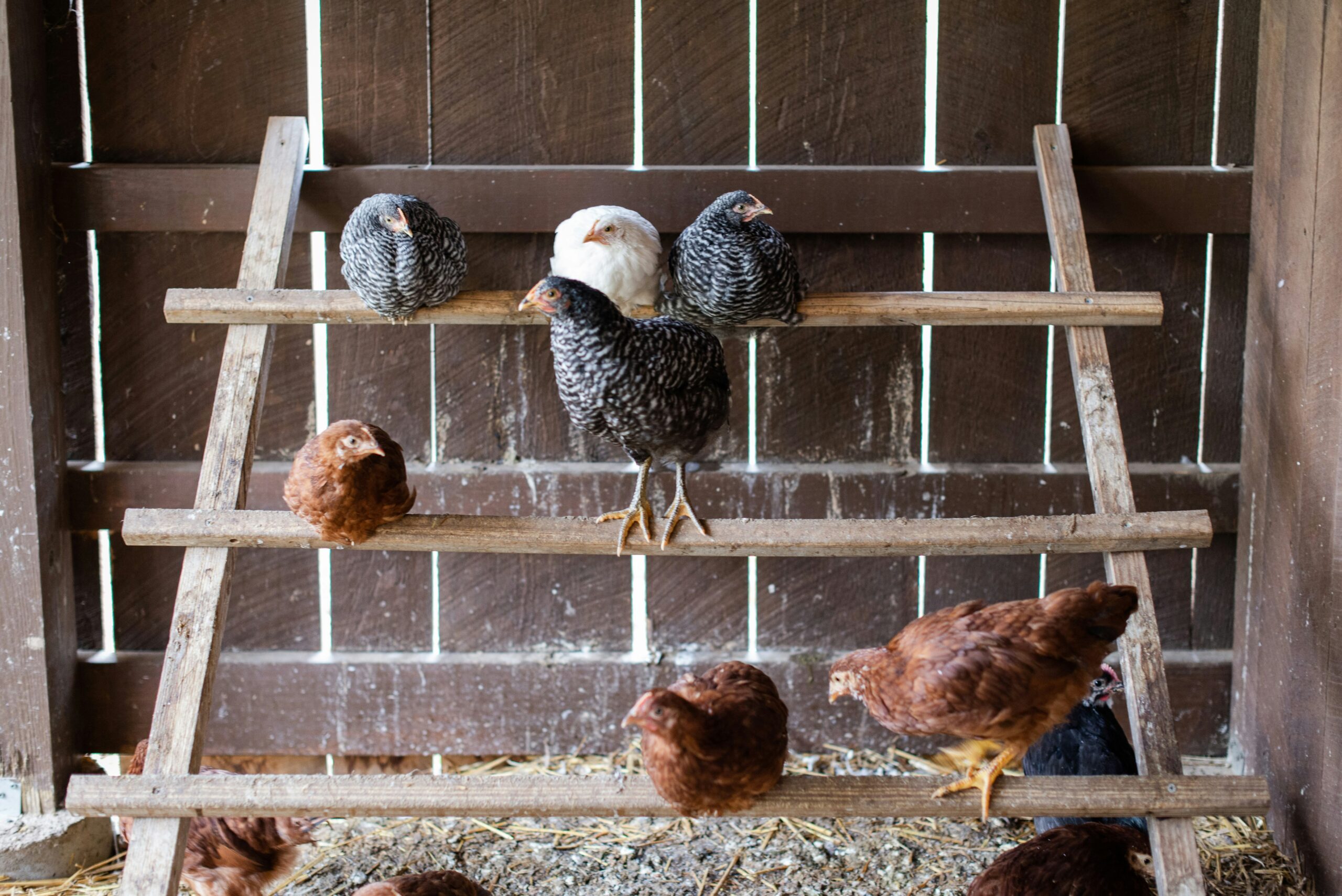 backyard chickens in a coop