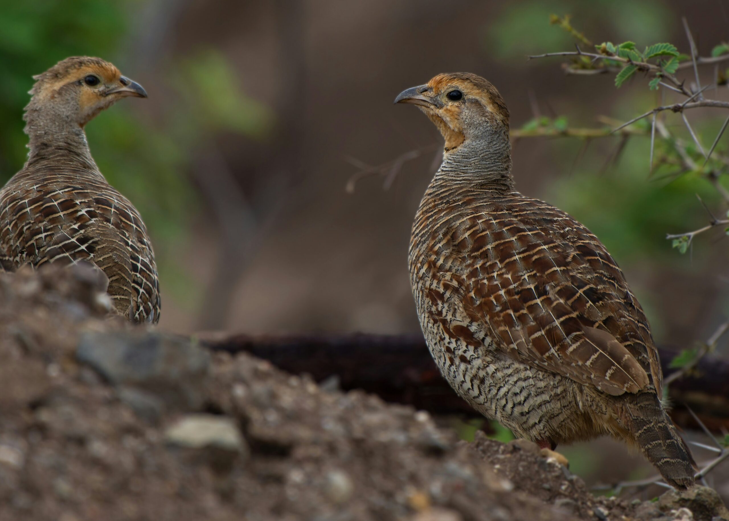 how to raise quail