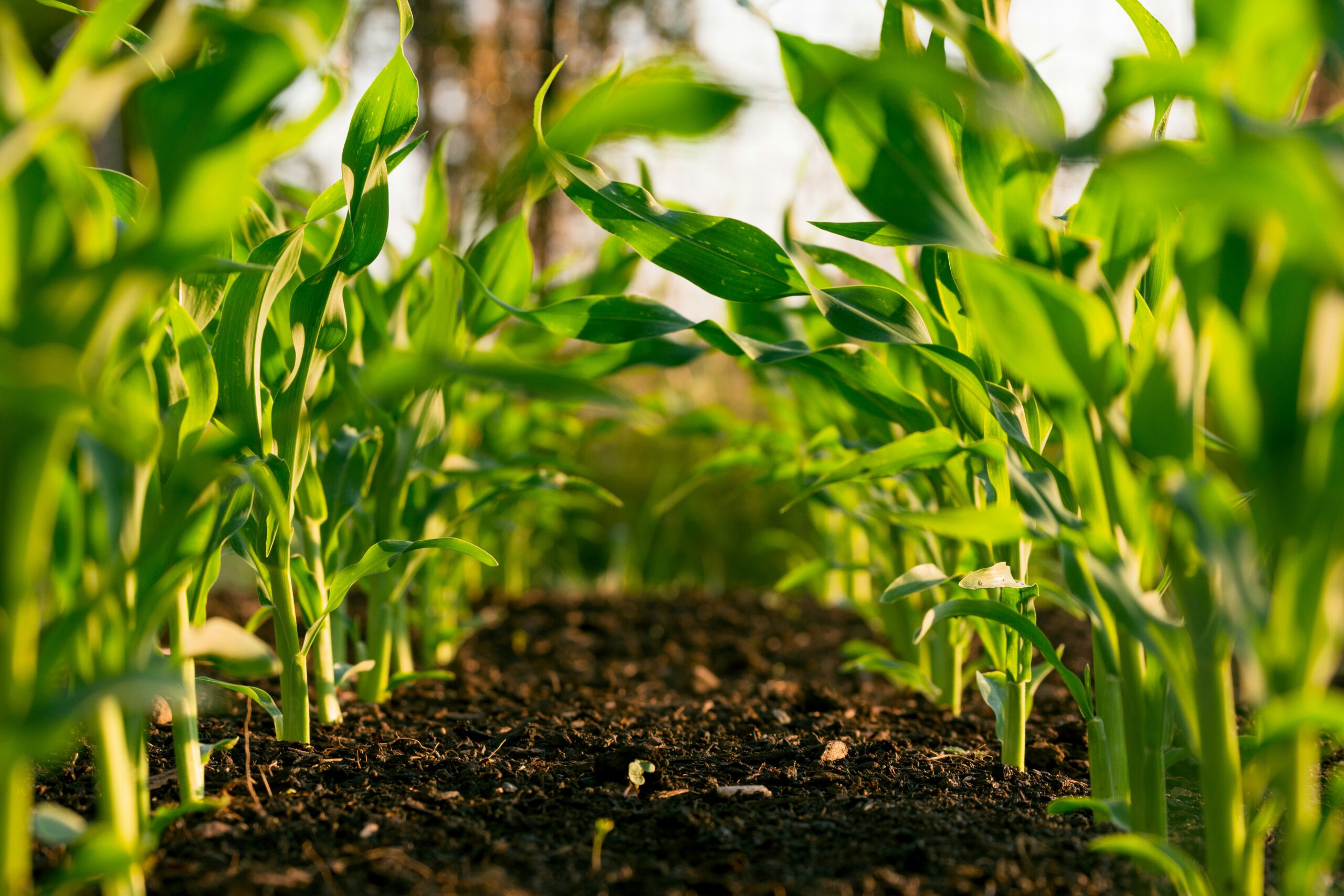 Young corn seedlings growing in dark amended soil on a small farm